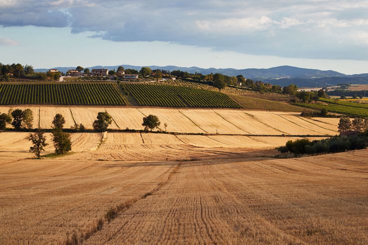 A landscape of rolling hills with vine rows and a field of golden wheat.