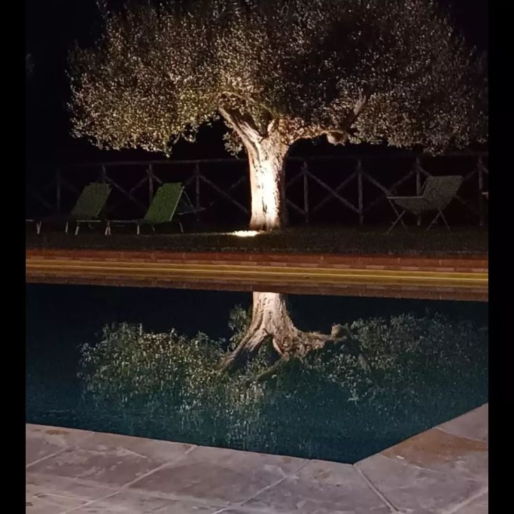 piscina con olivo illuminato