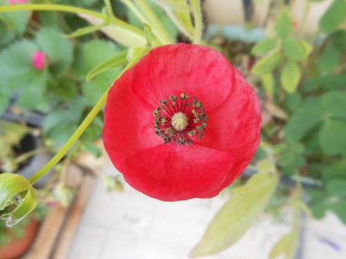 Un fiore rosso ben definito, con petali lucidi che mostrano una bellezza semplice nel contesto naturale.