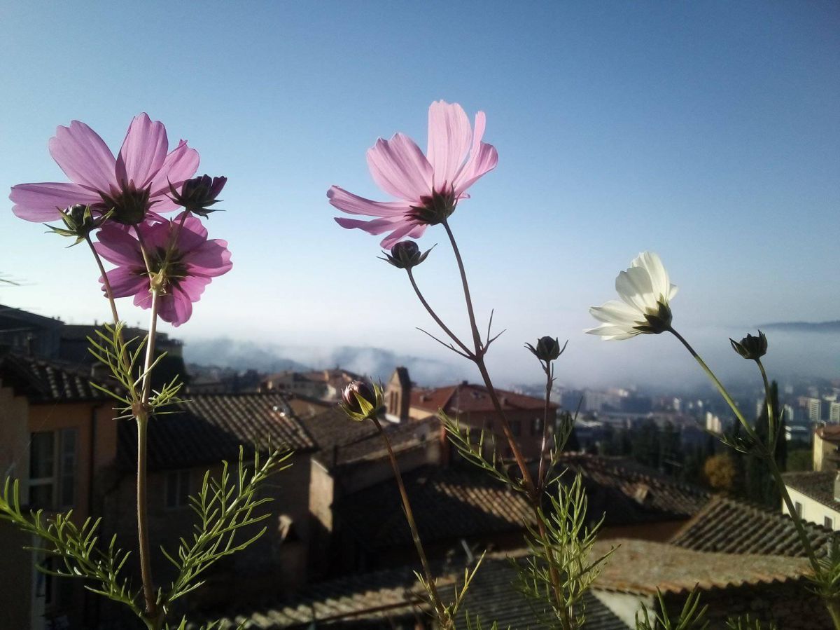Blumen in verschiedenen Farbtönen heben sich in einer ruhigen Umgebung ab, mit einem klaren Himmel im Hintergrund.