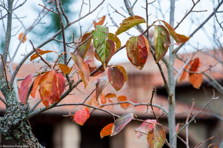 Details of autumn leaves on bare branches, symbolizing the change of the season.