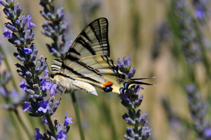 Una farfalla dai colori vivaci si trova su un rametto di lavanda, dando un tocco di vita al paesaggio.