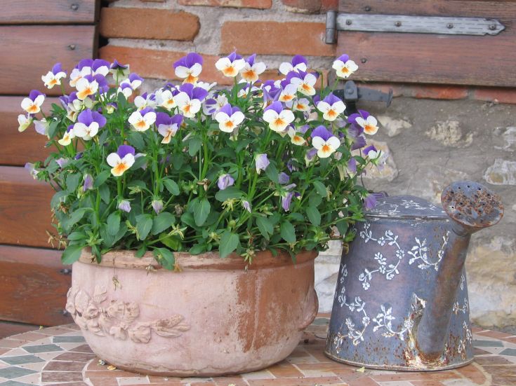 Composizione di fiori colorati in un vaso di terracotta, posizionato vicino a un annaffiatoio decorativo.
