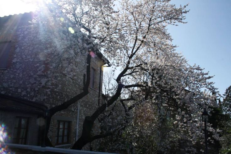 Un albero di mandorlo in fiore tra edifici in stile umbro.