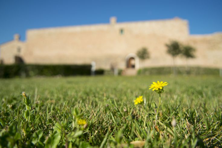 Un fiore giallo spicca in un prato verde di fronte a un edificio storico.