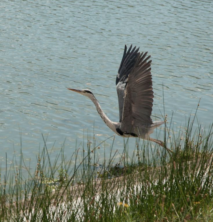 Un airone in volo sopra un lago tranquillo, circondato da una vegetazione di erba verde.