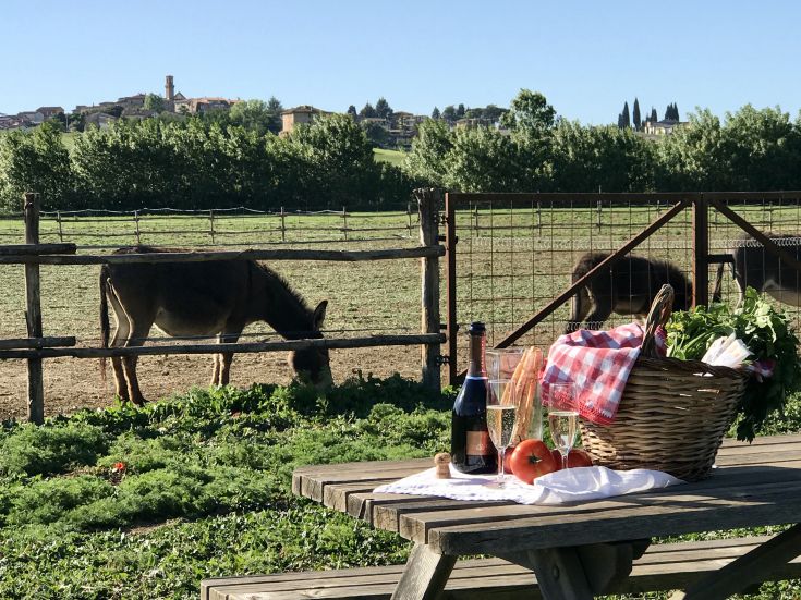 Un tavolo con cibo e vino, immerso nel verde, mentre un mulo si muove nei dintorni.