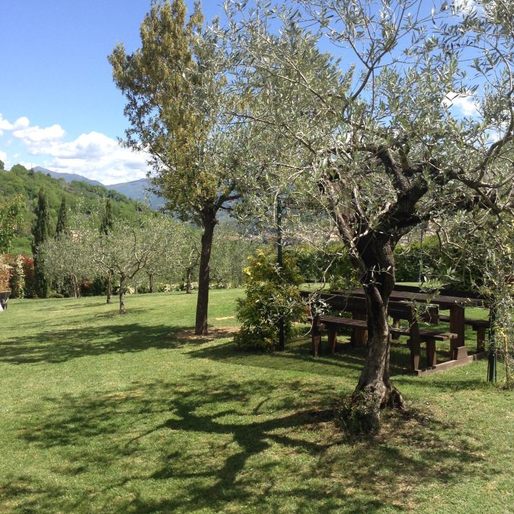 A well-maintained garden with olive trees and an outdoor space for relaxation.