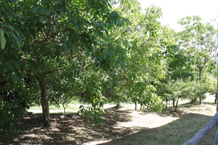 A serene green area filled with trees and natural shade.