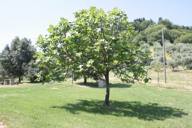 A tall tree in a green meadow, with some low plants and gentle hills in the background.