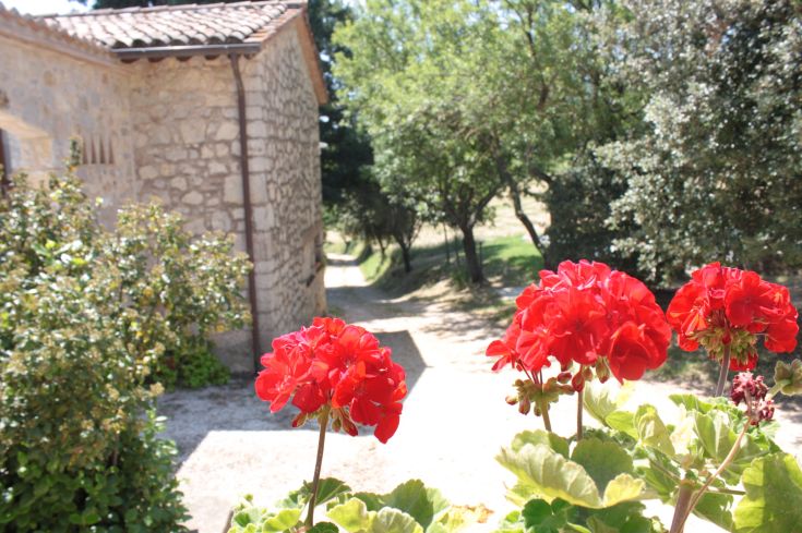 The image shows bright red geranium flowers in the foreground, with a country path in the background.