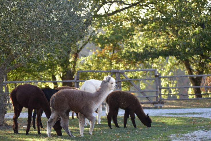 A group of alpacas grazing in a grassy area surrounded by trees.