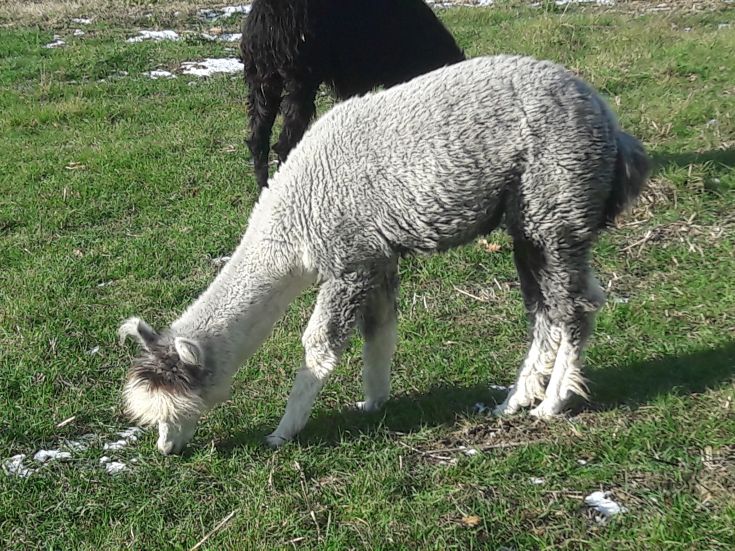 A grey and beige llama grazes on green grass in a meadow.