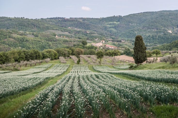 Scena di coltivazioni verdi su dolci colline in una tipica area rurale.