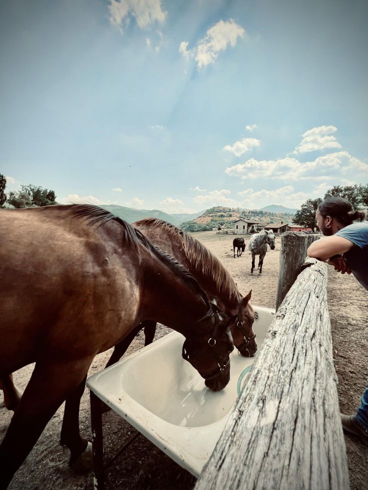 Due cavalli bevono da una vasca all'aperto, immersi in un ambiente tranquillo, sotto un cielo sereno.