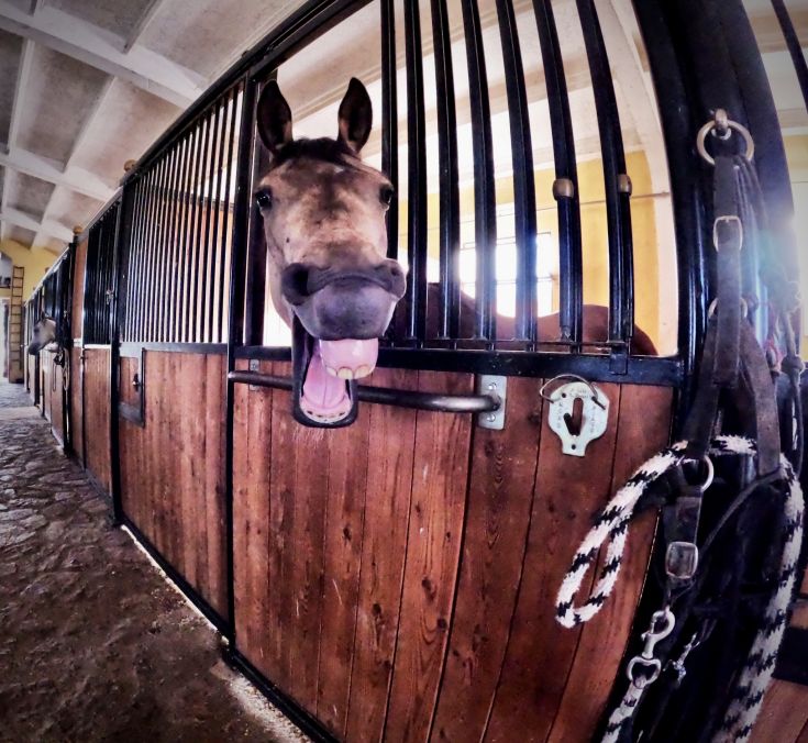 Un cavallo curioso si affaccia dalla sua stalla con un'espressione vivace.