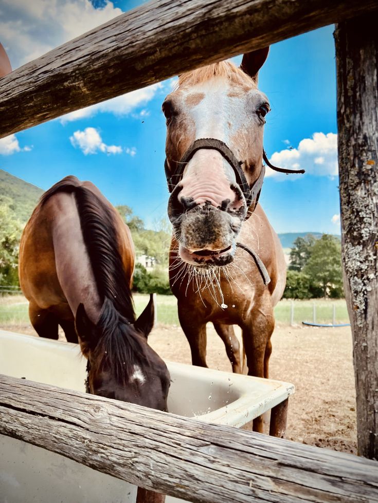 Due cavalli in un recinto, uno sta bevendo mentre l'altro osserva. Cielo sereno e vegetazione verde attorno.