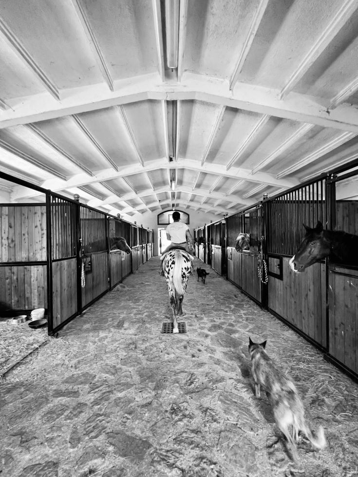 Un maneggio sereno, con un cavallo e alcuni cani che si muovono lungo il corridoio.