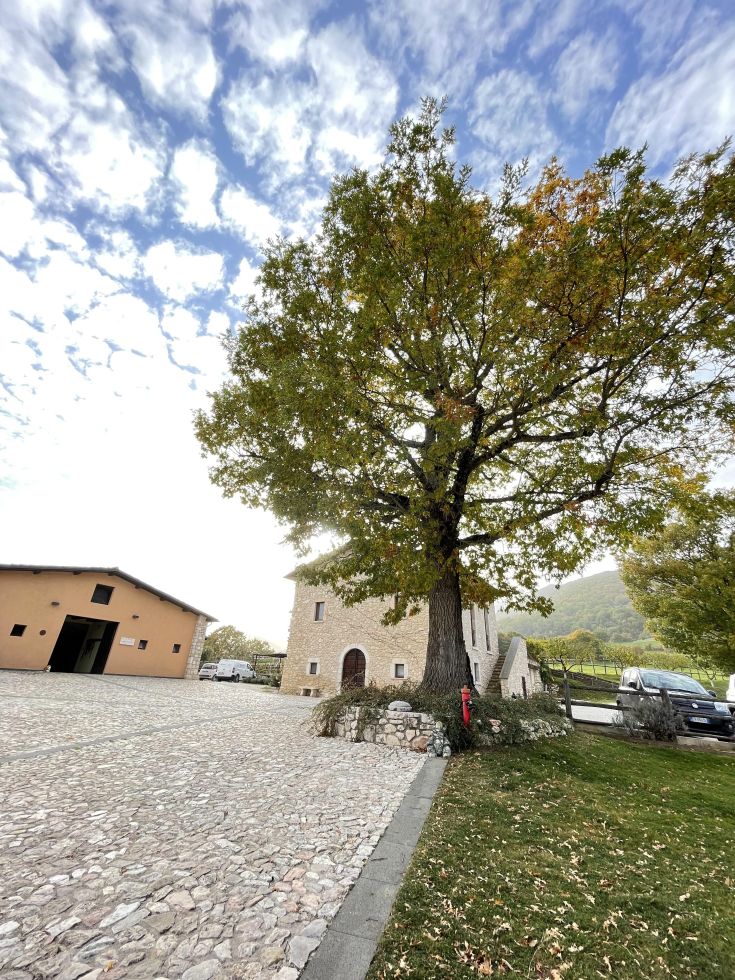 Un albero grande e due edifici in un ambiente tranquillo, circondati dalla natura.