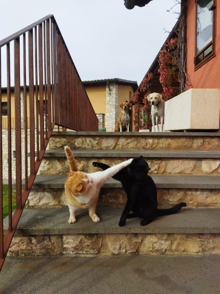 Due gatti si divertono su un gradino mentre tre cani li osservano da lontano.
