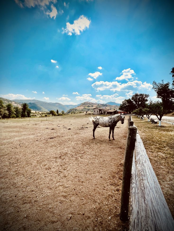 Un cavallo si trova in un ambiente naturale tranquillo, circondato da alberi e colline sotto un cielo sereno.