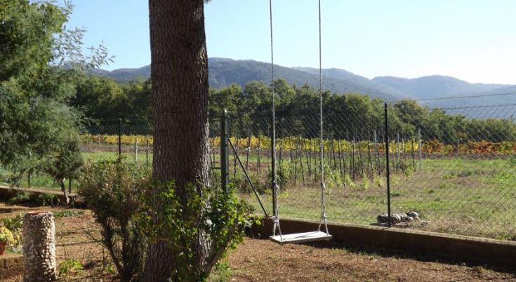 Eine einfache Schaukel, die zwischen den Weinstöcken steht, umgeben von der Natur, ideal für Momente der Ruhe.