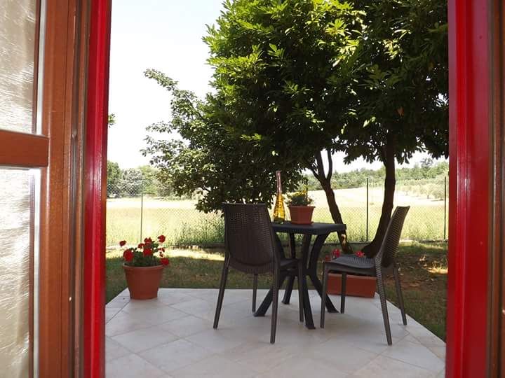 Eine einfache Terrasse, umgeben von Olivenbäumen, mit einem Tisch und Stühlen, ideal für das Essen im Freien.