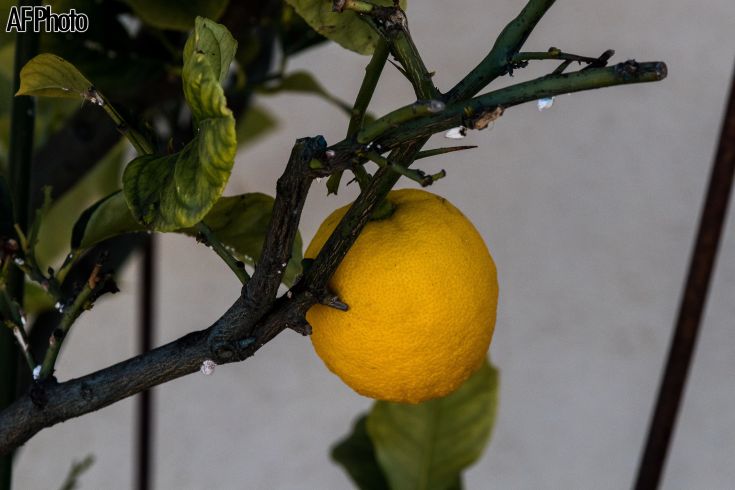 Eine gelbe Zitrone hängt an einem Zweig, umgeben von grünen Blättern in einer natürlichen Umgebung.
