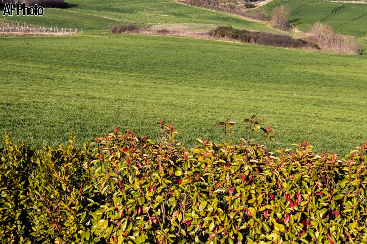Eine Landschaft mit üppigem Grün, das sanft zu den Hügeln rollt.
