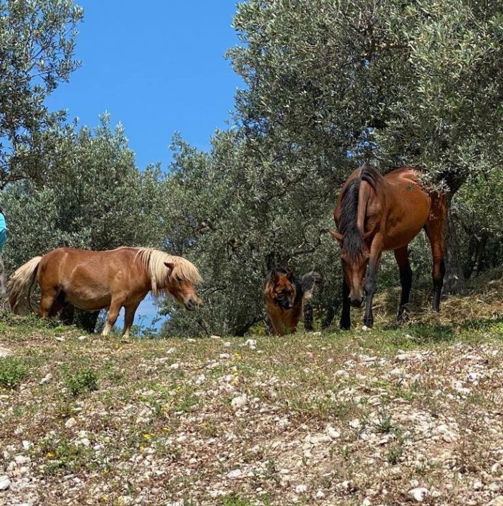 A serene corner in a park with ponies and a dog, surrounded by lush greenery and trees.