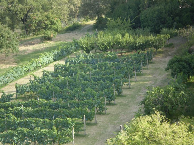 Eine Szene eines gesunden Weinbergs, umgeben von Obstbäumen, die eine friedliche und natürliche Atmosphäre vermittelt.