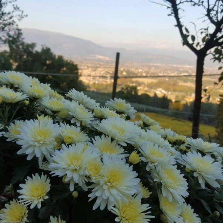 Fiori bianchi e gialli in primo piano su un panorama collinare al tramonto.