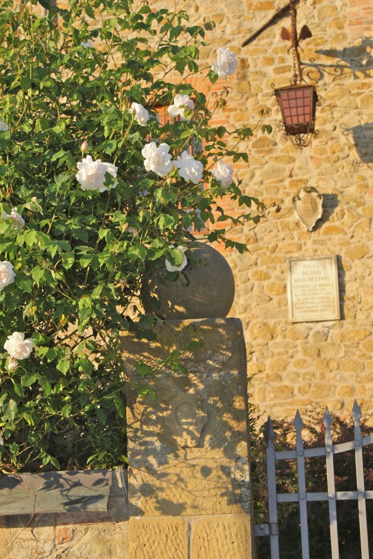 Eine weiße Rose blüht neben einer Steinfassade, während die Sonne untergeht und sie beleuchtet.