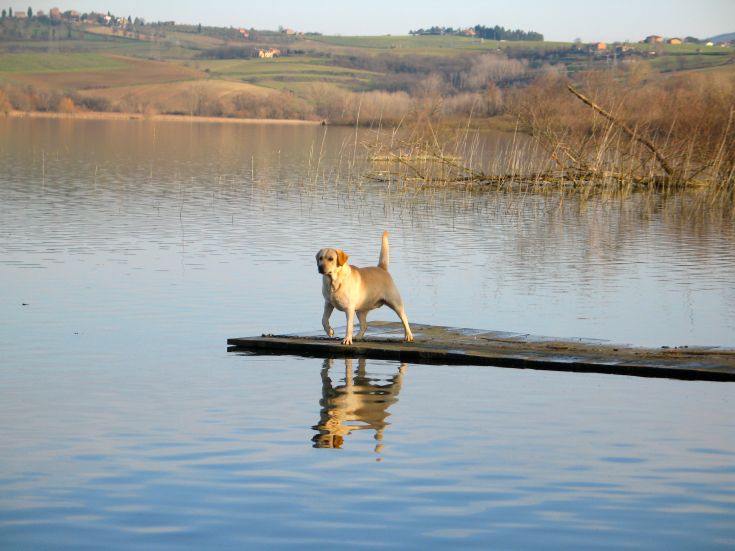 Ein Hund spaziert auf einem Steg über einem ruhigen See, umgeben von sanften grünen Hügeln.