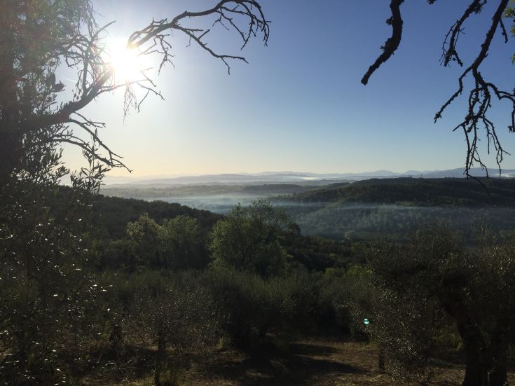A serene scene of Umbrian hills with trees and a light mist on the horizon.