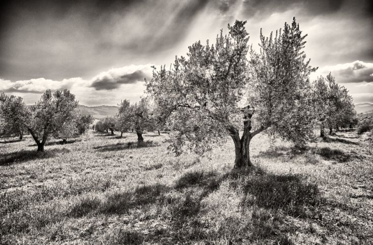 Ein Olivenhain in Schwarzweiß mit Olivenbäumen, die sich unter einem bewölkten Himmel erstrecken.