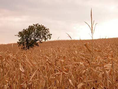 Ein weites Feld aus goldenem Weizen mit einem einsamen Baum im Hintergrund unter einem bewölkten Himmel.