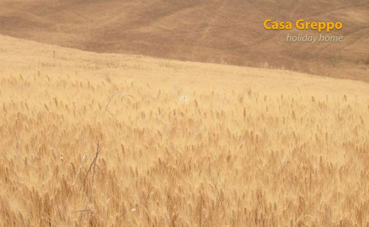 Ein weites Weizenfeld mit goldenen Nuancen, eingetaucht in die Ruhe der Natur.