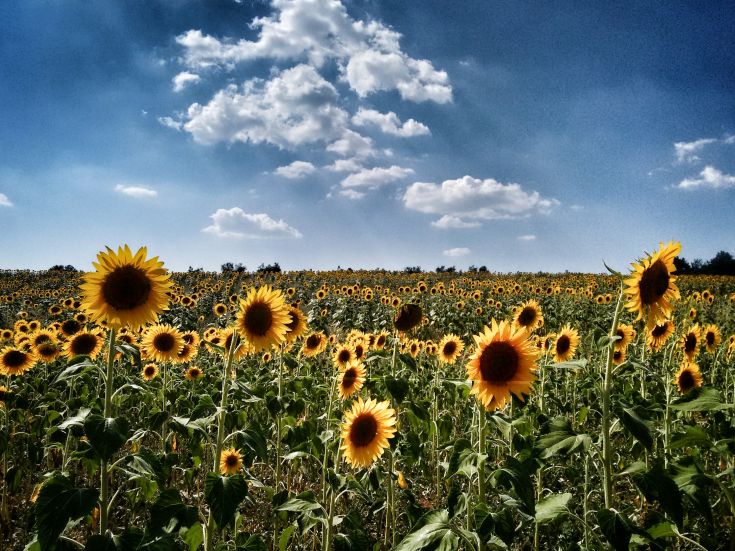 Ein Sonnenblumenfeld unter einem blauen Himmel mit weißen Wolken.