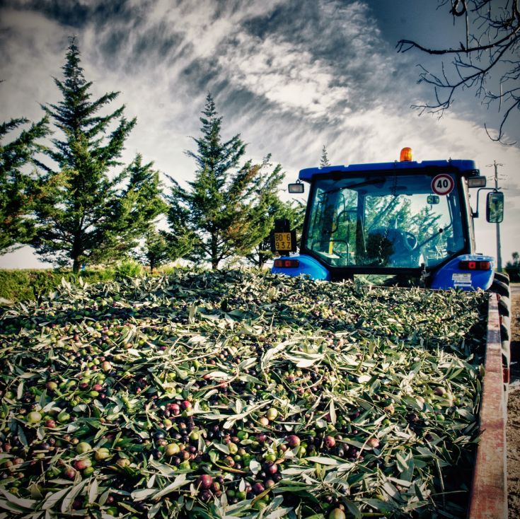 Ein Traktor voller Oliven und Blätter, der einen Erntemoment in einem landwirtschaftlichen Kontext darstellt.