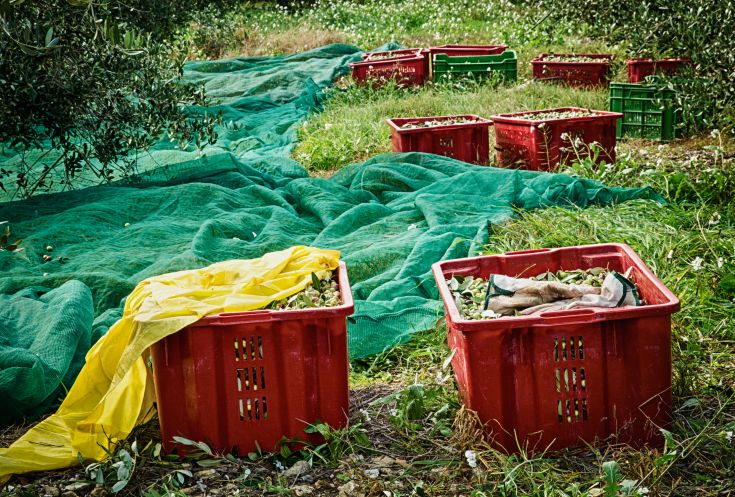 Körbe und Netze, die in einem üppigen Olivenhain zur Olivenernte stehen gelassen wurden.