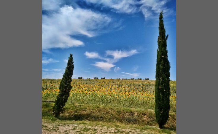 Ein weites Sonnenblumenfeld, das im Sonnenlicht erstrahlt, mit klarem Himmel und leichten Wolken. Zwei hohe Zypressen im Hintergrund fügen Tiefe hinzu.