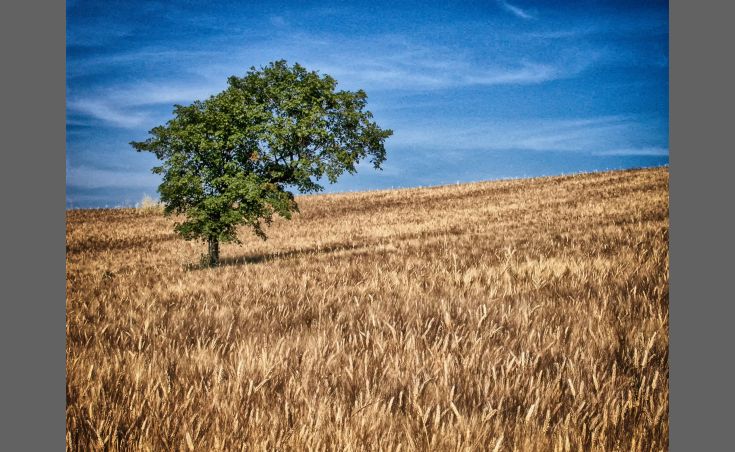 Ein grüner Baum in einem goldenen Weizenfeld unter einem klaren Himmel bietet einen schönen natürlichen Kontrast.
