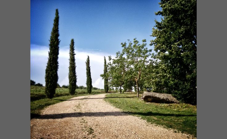 Weg umgeben von Bäumen und Zypressen, perfekt für Spaziergänge in der Natur.