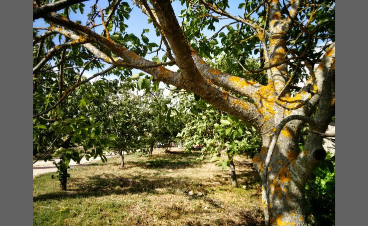 Ein robuster Baum in einem Obstgarten, umgeben von grünem Gras und verschiedenen Pflanzen.