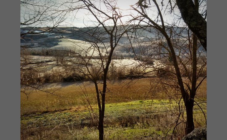 Szene von grünen Hügeln mit kahlen Bäumen unter einem klaren Himmel.