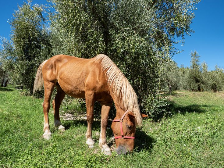Un cavallo che pascola in un paesaggio verde dove si vedono ulivi.