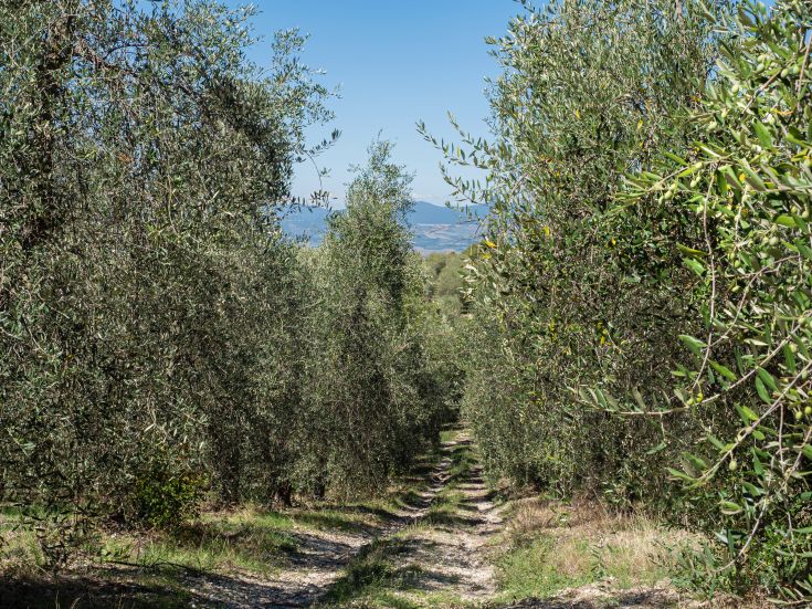 Un percorso circondato da ulivi, perfetto per passeggiate tranquille e momenti di relax all'aria aperta.