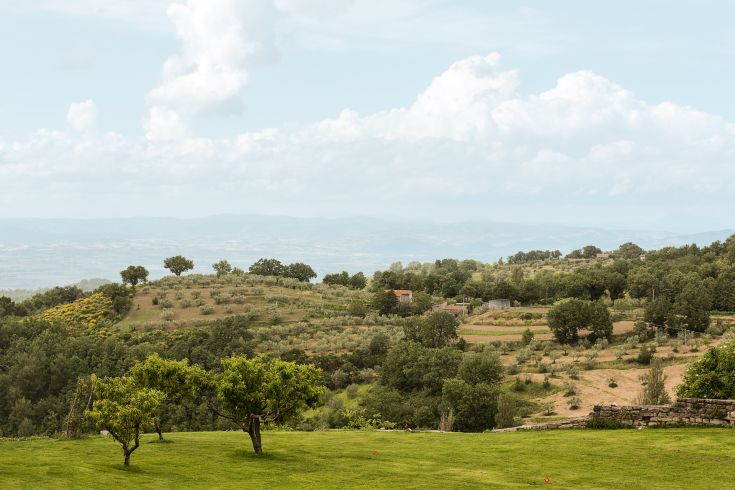 A peaceful scene depicting the soft Umbrian hills, adorned with olive groves and trees.