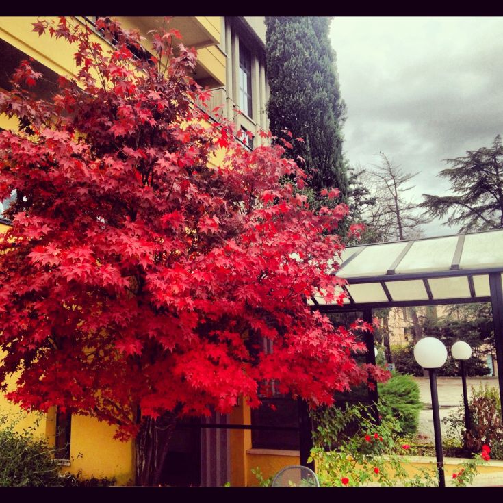 Alberi con foglie rosse abbelliscono il giardino di un edificio in un pomeriggio nuvoloso.